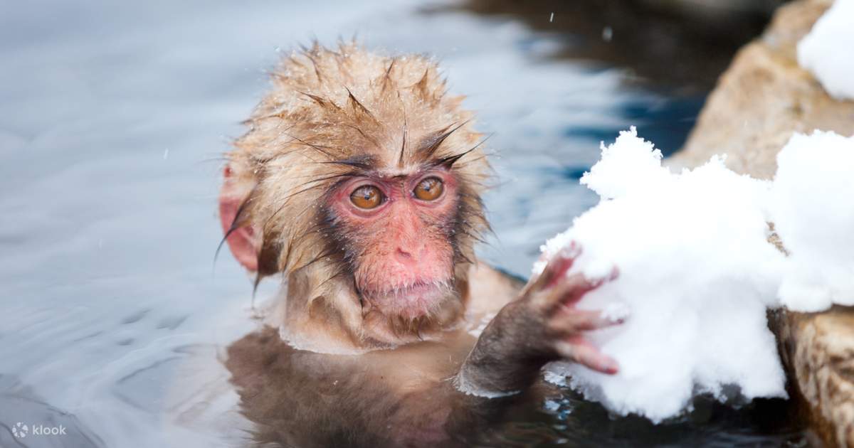 April Only: Snow Monkeys, Togakushi or Kamikochi & Nagano Sakura